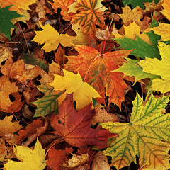 Naklejka na ściany i meble Autumn bright colored leaves.