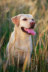 labrador retriever dog