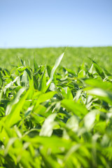 Very green corn field.