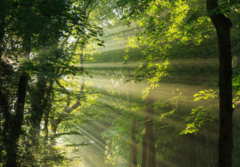 Sunlight breaking through the trees. © sanderstock