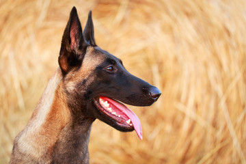 Malinois Belgian Shepherd dog