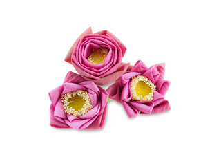 lotus on white background