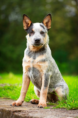 Australian Cattle Dog