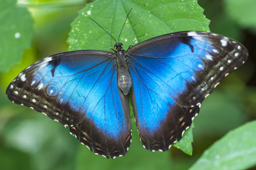 Morpho peleides butterfly, The Bufferfly Arc, Montegrotto, Italy