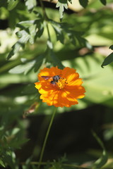 キバナコスモスとハチ