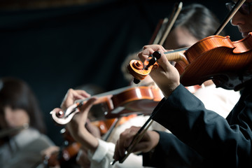 Symphony orchestra violinists performing - obrazy, fototapety, plakaty