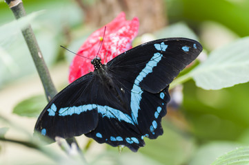 Fototapeta premium Exotic butterfly. The Bufferfly Arc, Montegrotto Terme, Italy
