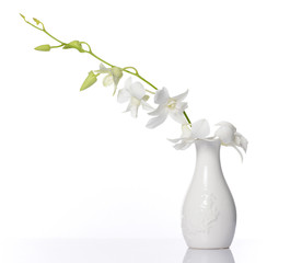 white orchid