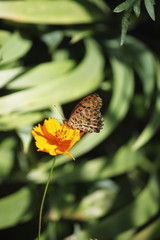 Obraz premium キバナコスモスと蝶