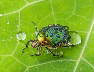 Rose chafer (cetonia aurata) on a dewy leaf