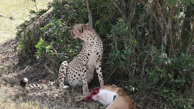 Cheetah sitting near killed a gazelle
