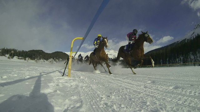 gara di cavalli sulla neve