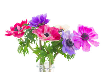 Naklejka na ściany i meble anemone flowers