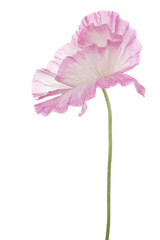 Fototapeta premium poppy