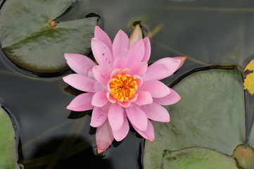 Seerose rosa auf einem Teich mit Blätter