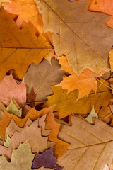 Colorful autumn leaves background