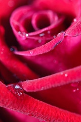 red rose bud close up macro shot with water drops texture surfac