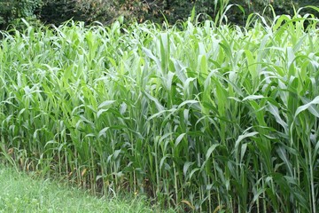 campo di sorgo per foraggio