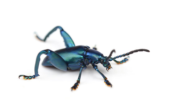 Scarab beetle on a white background