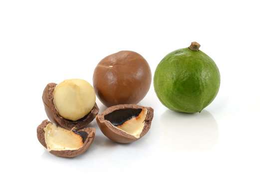 macadamia nut on  white background.