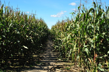 Fototapeta premium Corn labyrinth