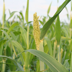 pannocchia di sorgo verde