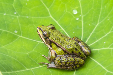 Fototapeta na wymiar rana esculenta - common european green frog on a dewy leaf
