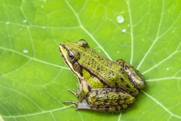 Crédence de cuisine en verre imprimé Grenouille rana esculenta - common european green frog on a dewy leaf