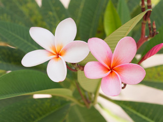 white and pink frangipani Flower