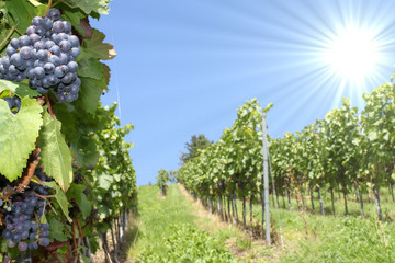wein