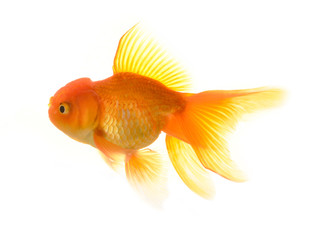 Gold fish isolated on a white background.