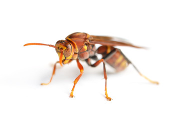 wasp isolated on white background