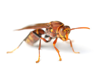 wasp isolated on white background