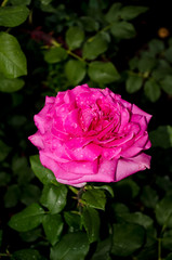 Rose flower