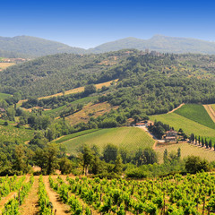 Obraz premium Vineyard