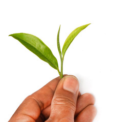 hand holding green tea leaf isolated on white background