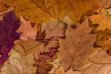 Obraz na płótnie Canvas Colorful autumn leaves background