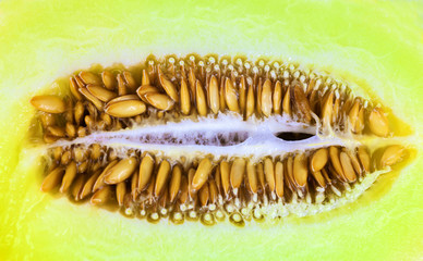 Yellow melon seeds closeup