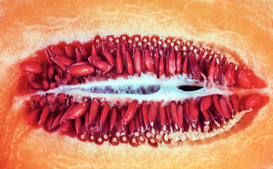 Melon seeds close up