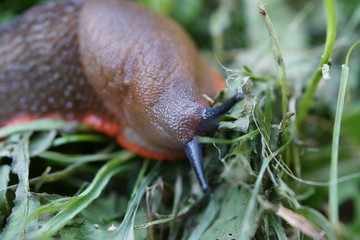 Red Slug - Arion rufus