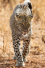 Leopard in der Savanne