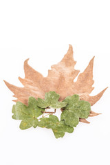 autumn leaves on white