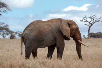 Fototapeta na wymiar Elefantengruppe in der Savanne