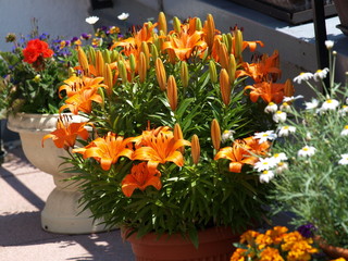Feuerlilien auf Dachterrasse