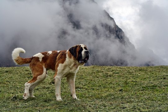 Cane di San Bernardo