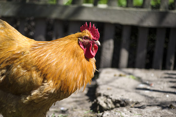 chicken
