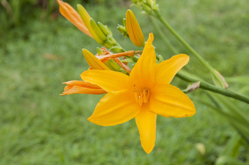 wildflowers