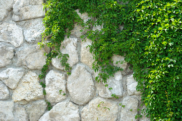 Climbing ivy on brickwall.