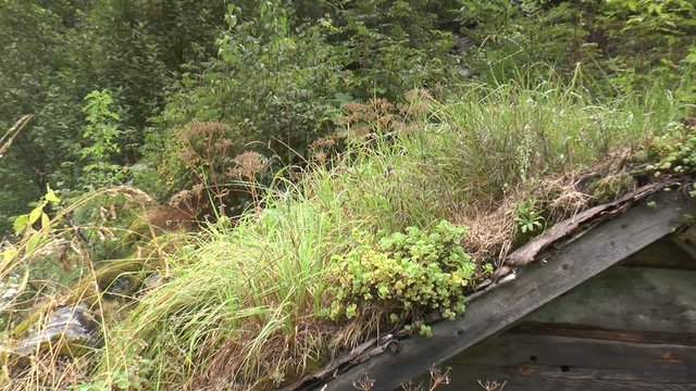 toiture v&eacute;g&eacute;tale