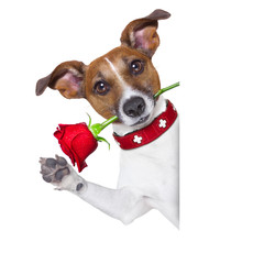 valentines dog